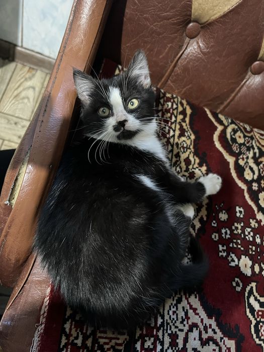 Віддам кошеняток, дуже грайливі та лагідні!