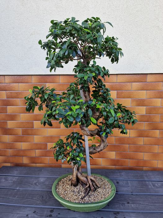 Bonsai Fikus 105cm