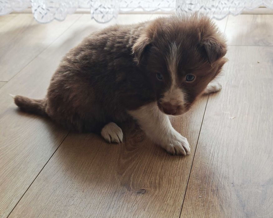 Szczeniak Border Collie