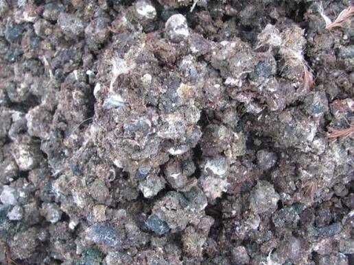 Obornik kurzy / bobek