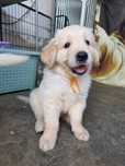 Golden Retriever macho - Contrato, LOP, Garantia e Despistes Genéticos
