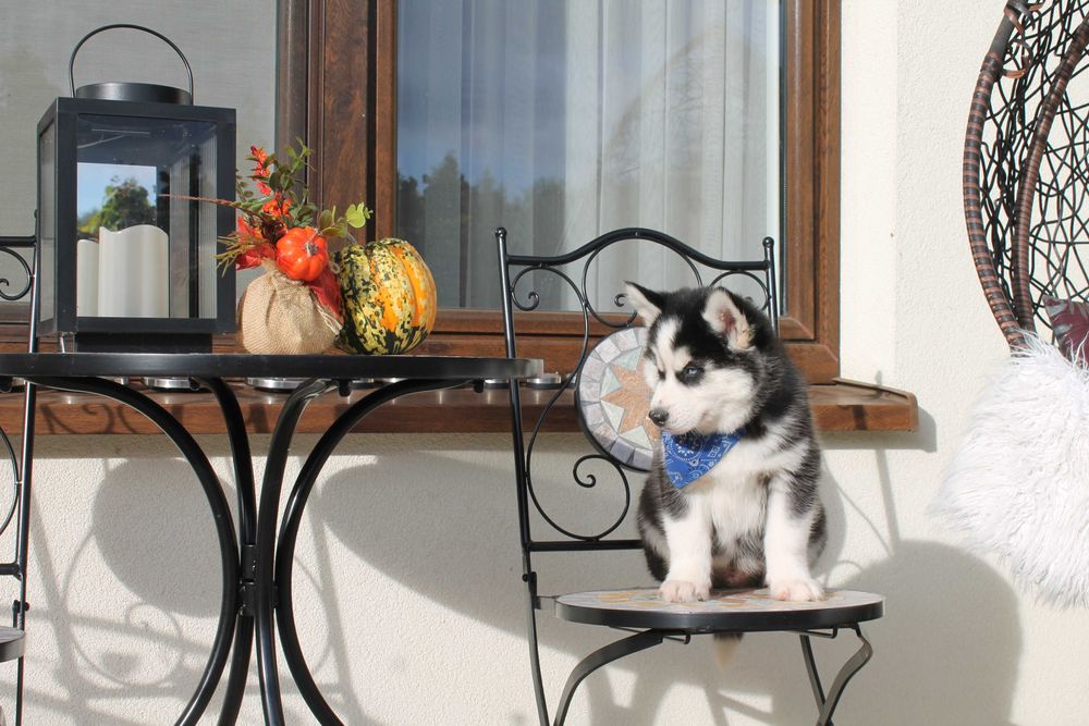Siberian husky- Piesek z niebieskimi oczkami
