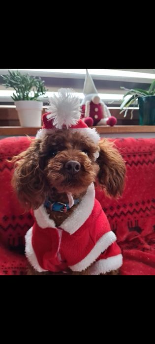 Piesek pudel toy red braun!!