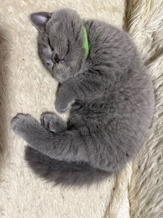 Kot brytyjski krótkowłosy niebieski