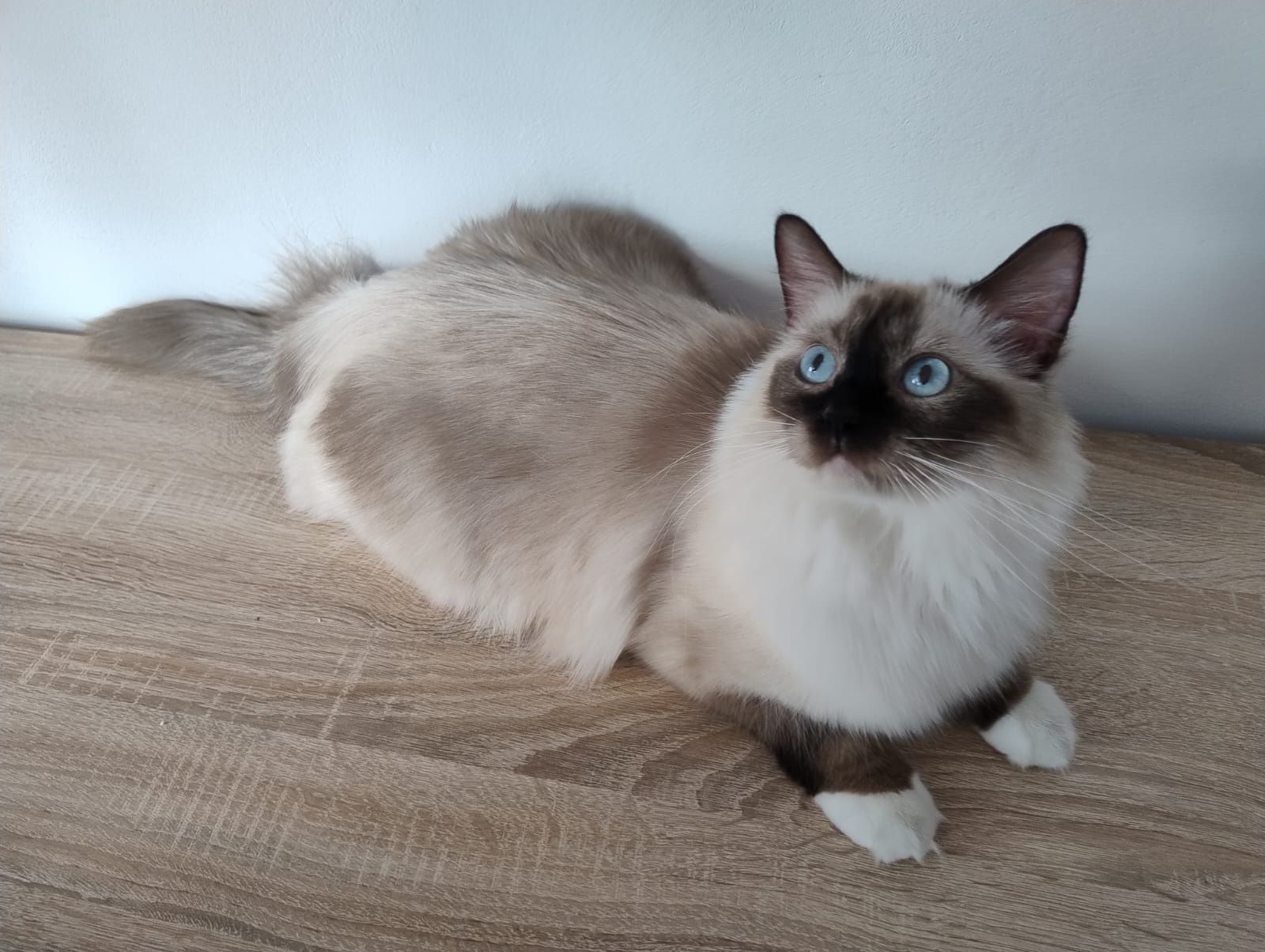 Ragdoll "Fenix" kocurek, rodowód, gotowy do odbioru