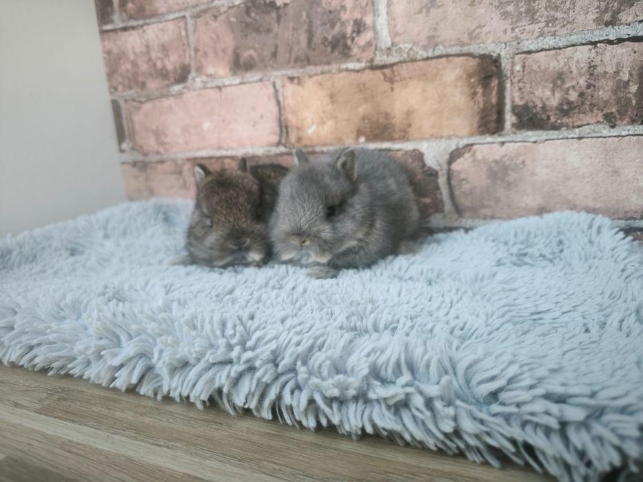 Króliczki miniaturki malutkie króliczki Karzełki