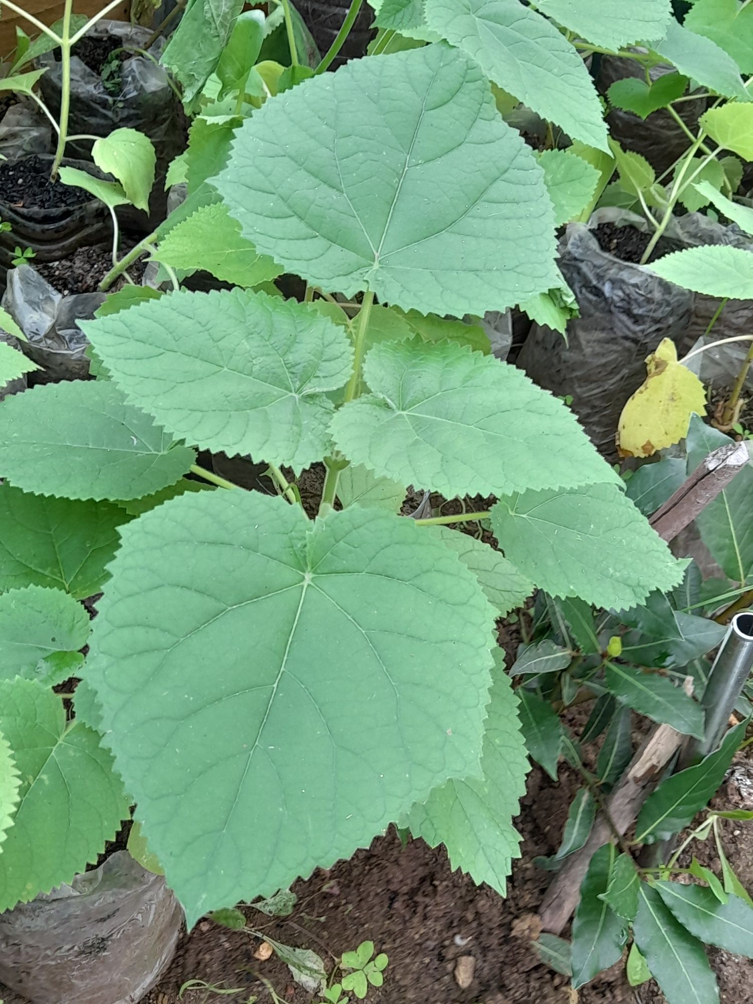 Paulownia elongata