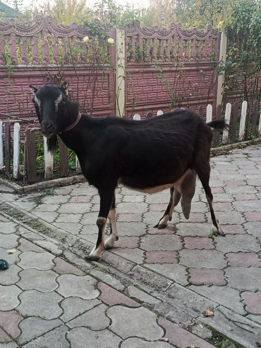 Продам козу безрогу