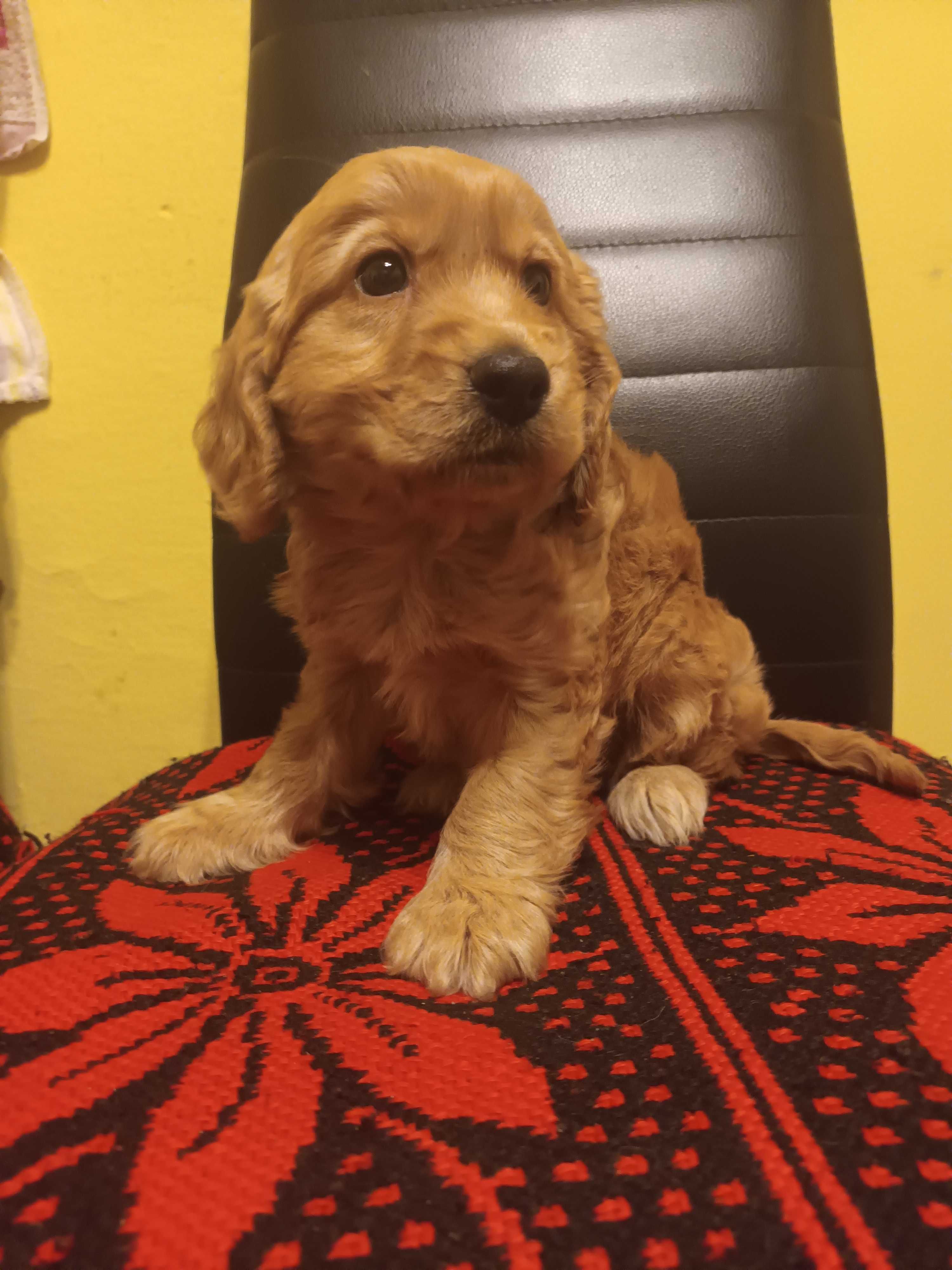 Cocker spaniel szczeniak gotowy do odbioru