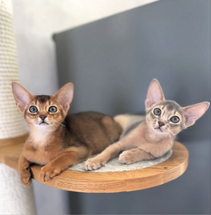 Абіссинські кошенята