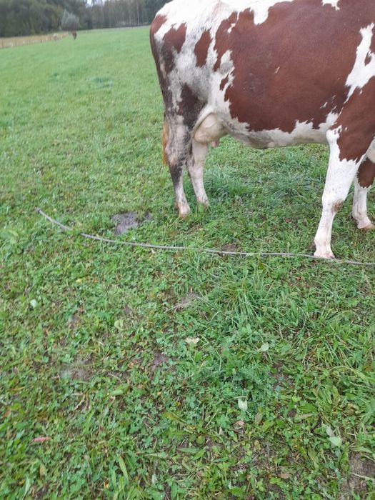 Sprzedam krowę rasy SIM