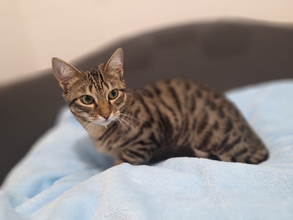 Pêras, para adoção