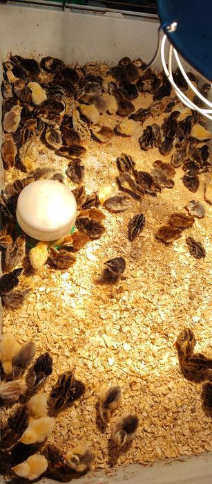 Jajka lęgowe przepiórki japońskiej jajeczka nioska mix kolorów 100szt