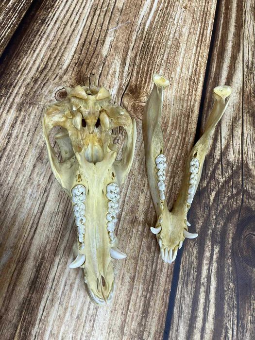 Czaszka dzika trofeum trofea myśliwskie uzębiona czaszka