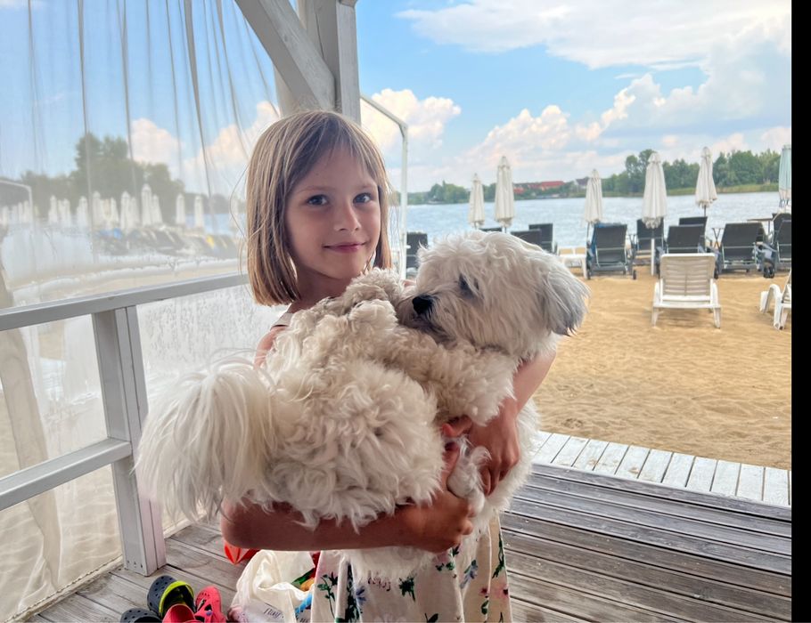 Ніжний кавалер породи болонка готовий до вʼязки!