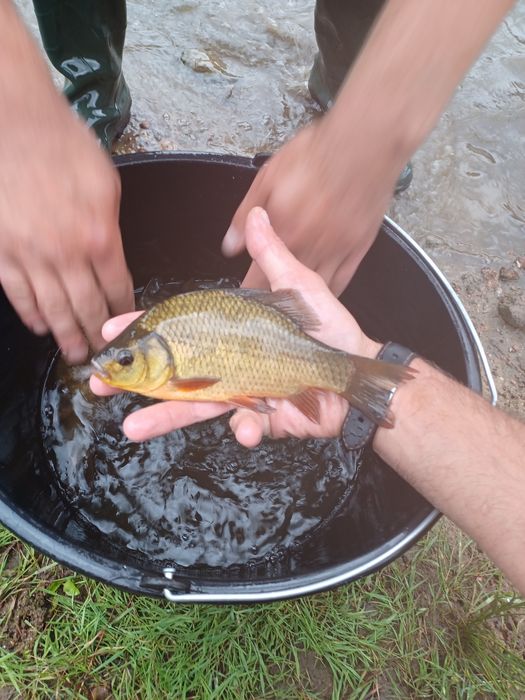 Karaś złota . Amur , Lin , Tołpyga  , Sandacz.