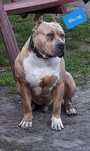 Amstaff bardzo  mocny ,przebadany jedyny taki !