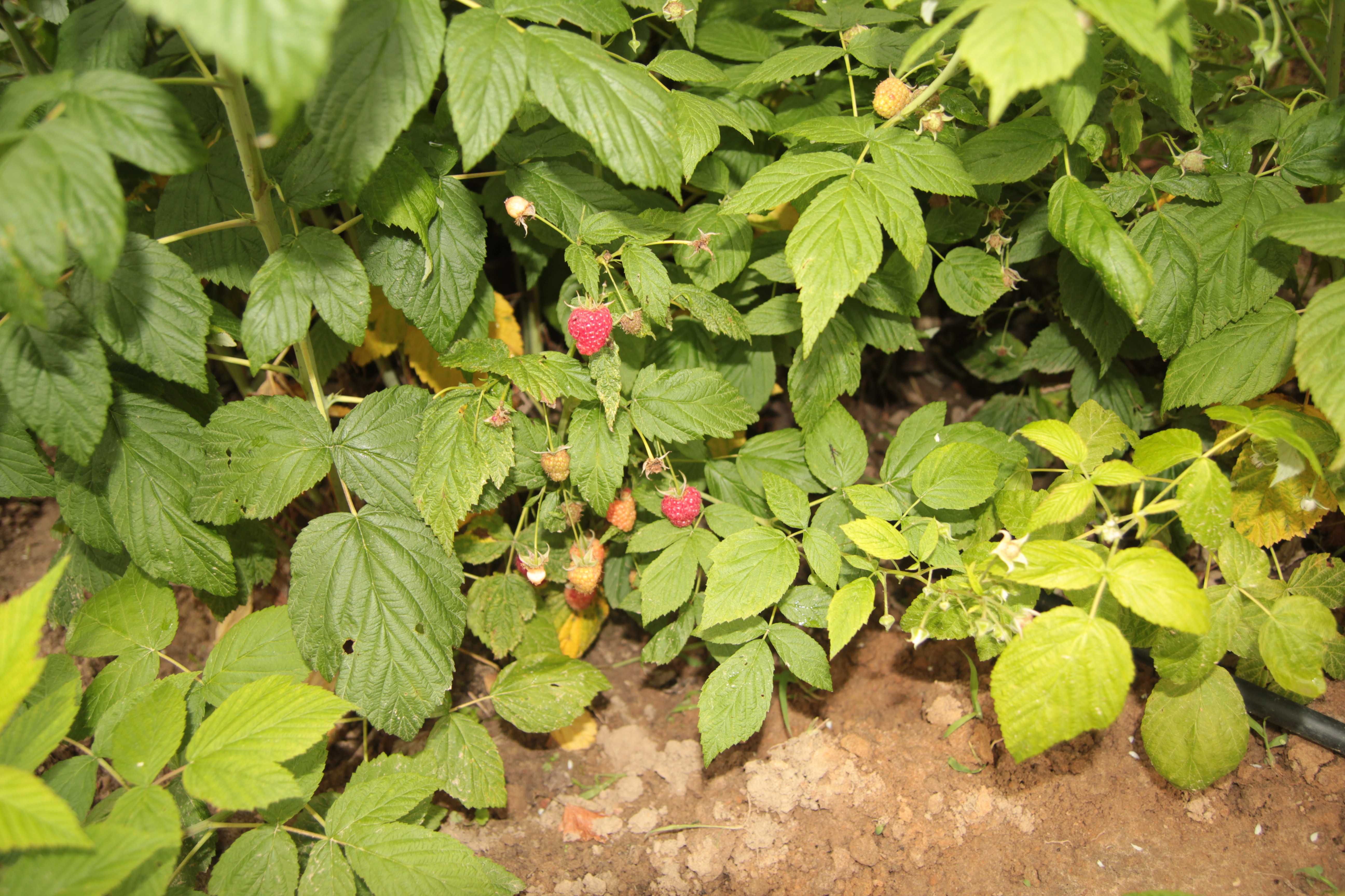 Maliny owoce - ekologiczne