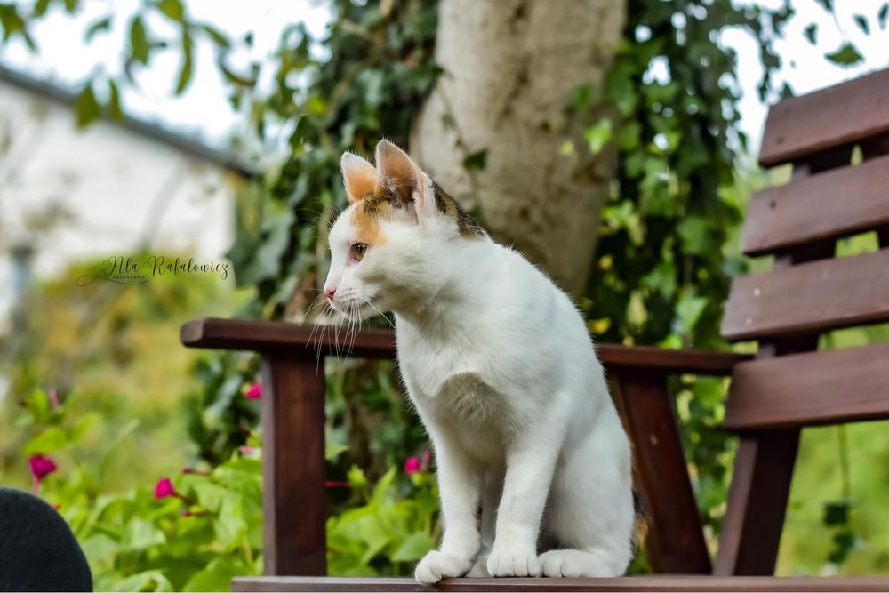 Cudowna kotka Mgiełka szuka domu!