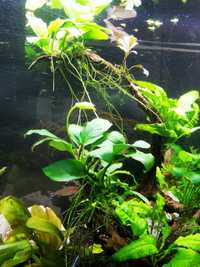 Plantas de aquário - Low Tech