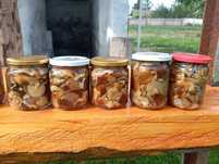Гриби мариновані, опеньки, рядовка, зморшки, смачні