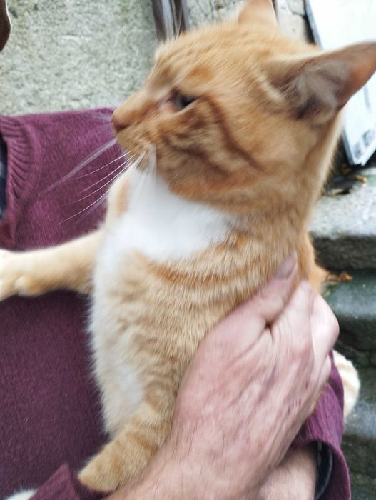 Gato jovem meigo e bonito