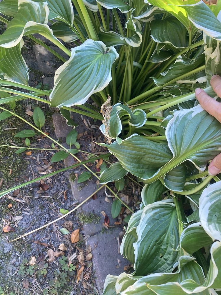 Funkja hosta 2 odmiany
