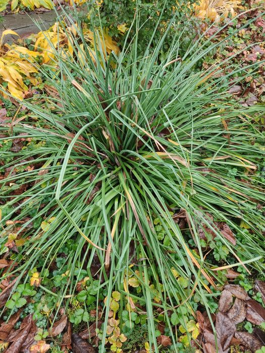 Продам саженцы книфофии