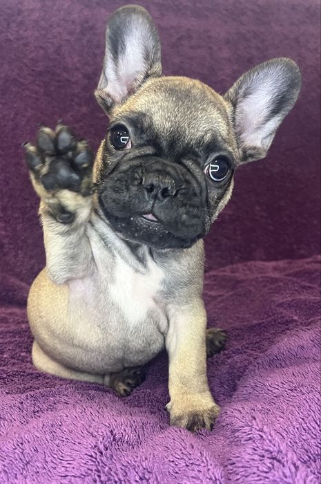 Buldog Francuski - piesek ZKwP/FCI