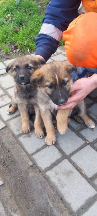 Дві дівчинки 2 місяці метис вівчаки