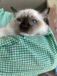 Ragdoll kocur hodowlany