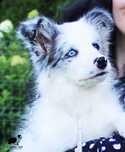 Border collie dziewczynka NAK-SU - ZKwP - gotowa do zmiany domu