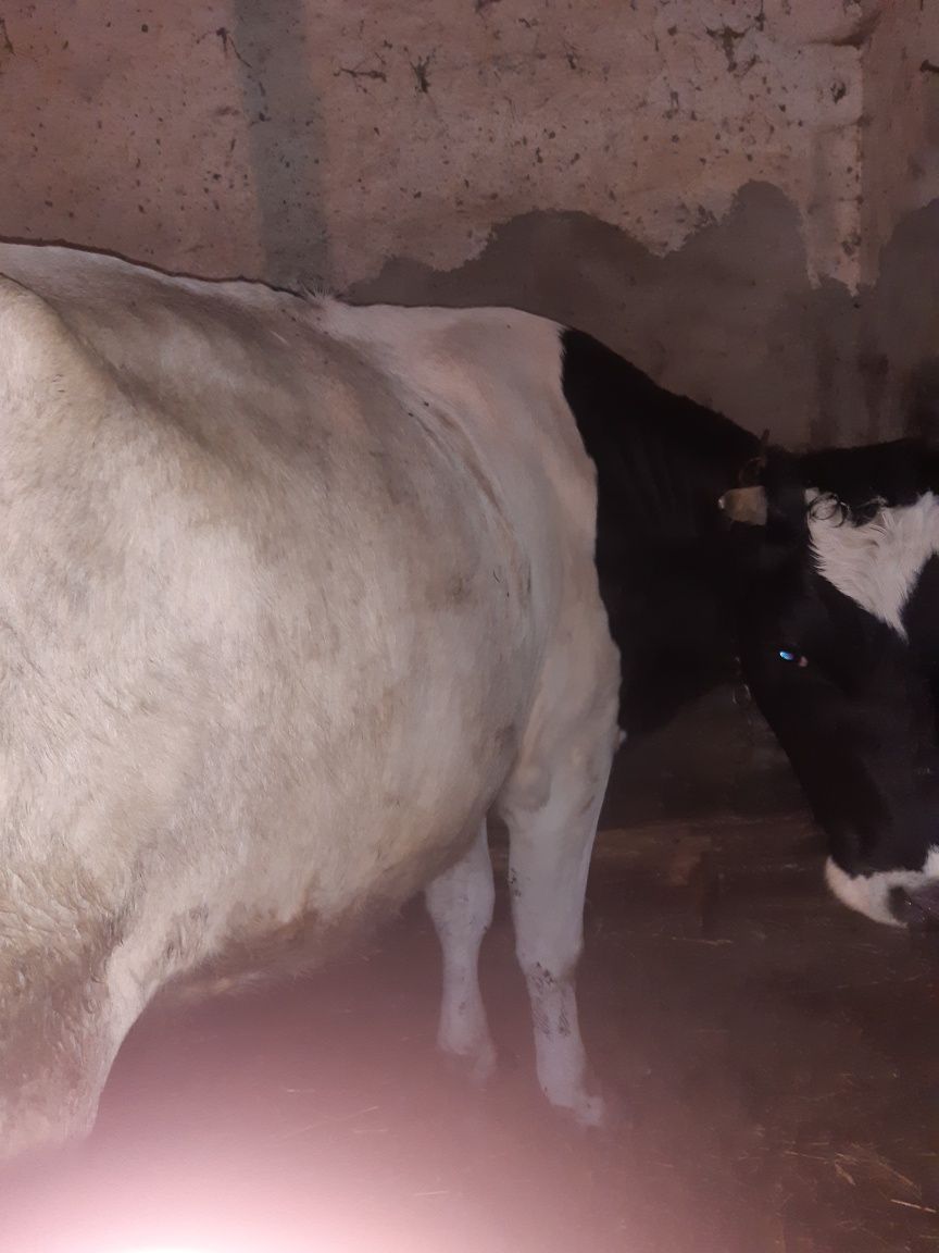 Продам корову первістку