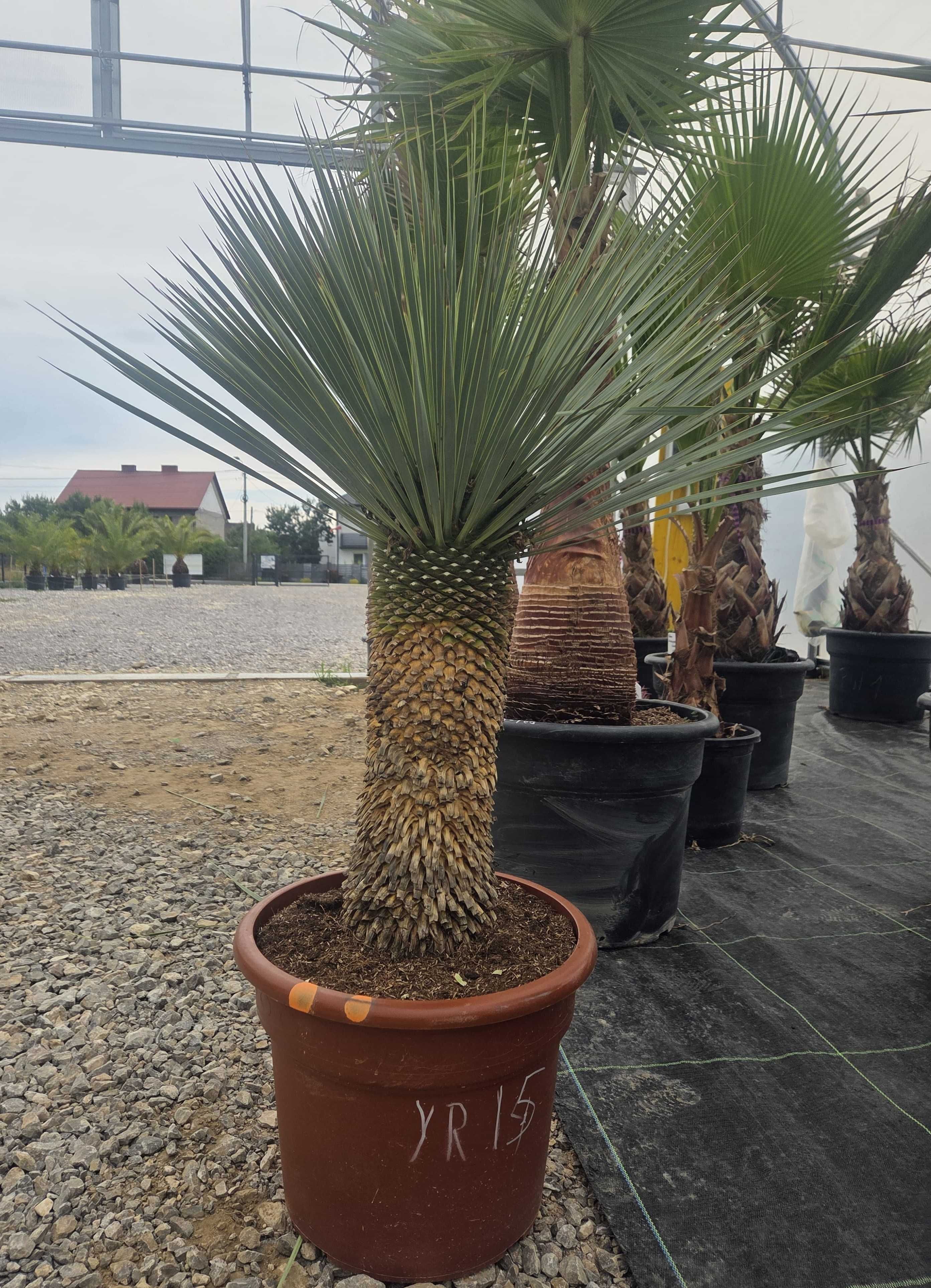 Yucca Rostrata – palma mrozoodporna , juka