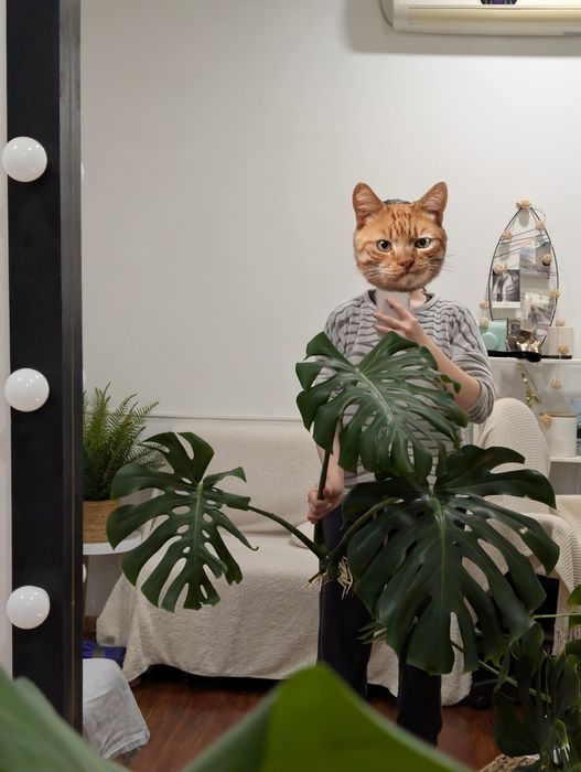 Монстера делікатесна 4 рослини