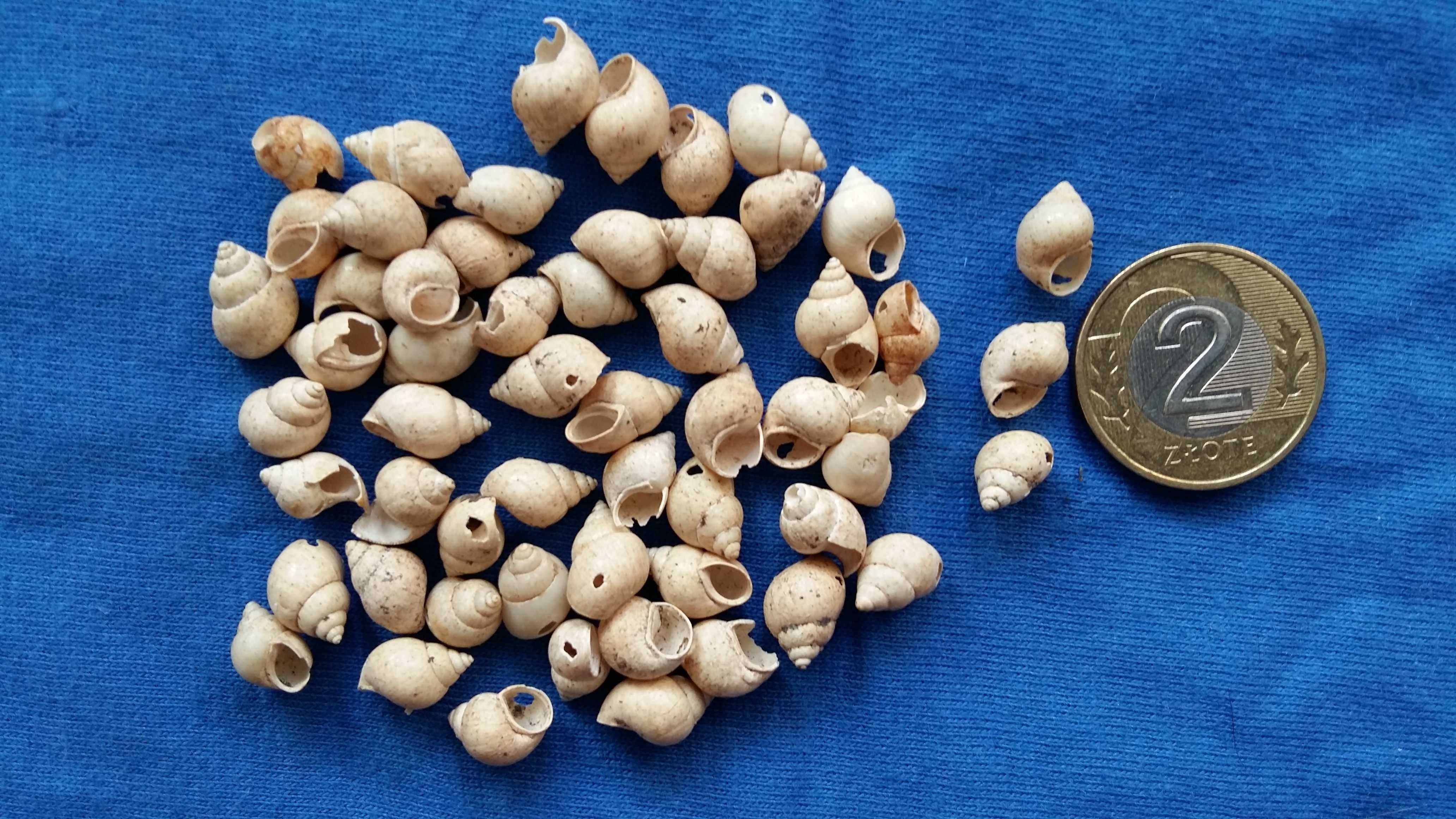 Muszla stożka Conus Kintoki .Muszelki naturalne, morskie.
