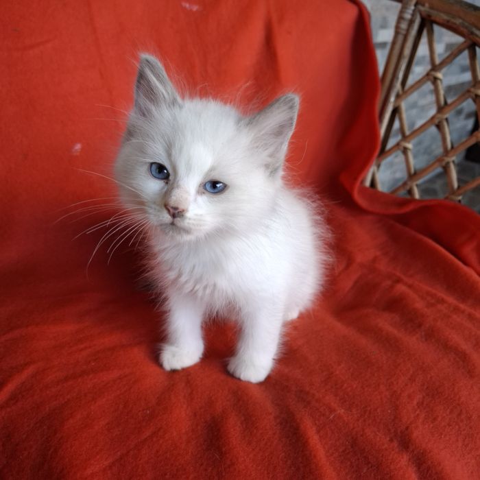 Ragdoll kocurek rodowód+wyprawka