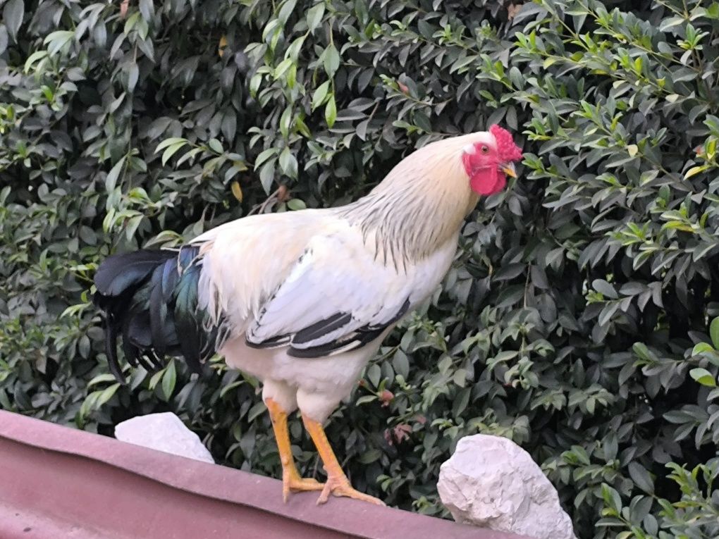 Galos híbridos Sussex