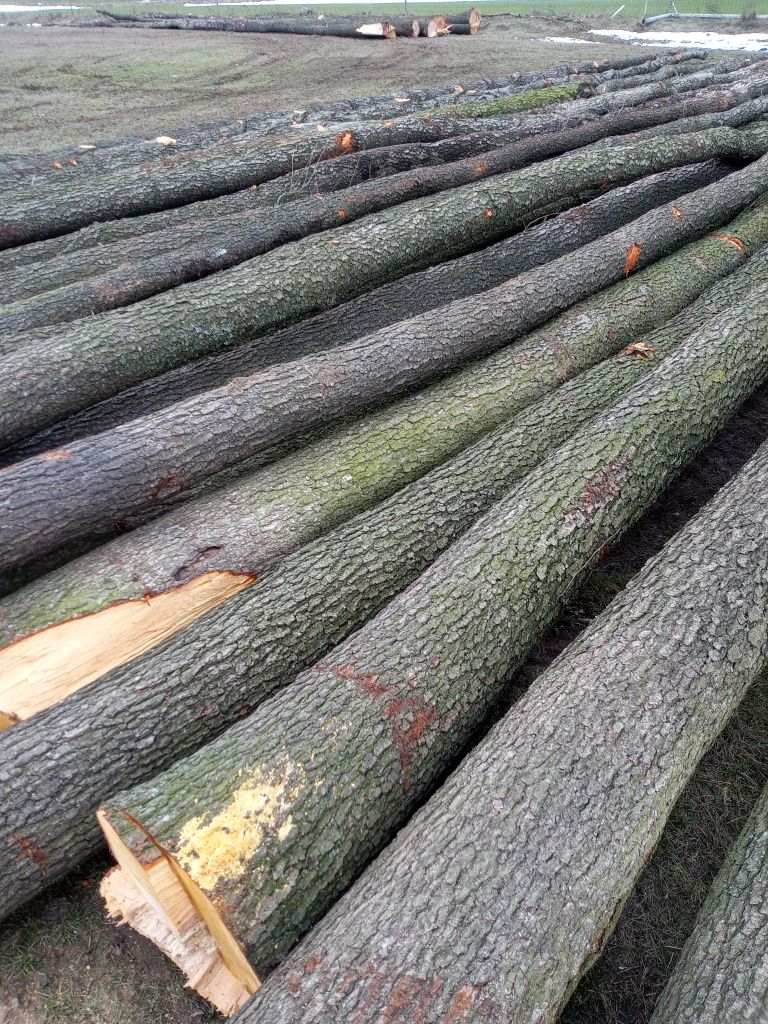 Drewno dłużyca olszyna