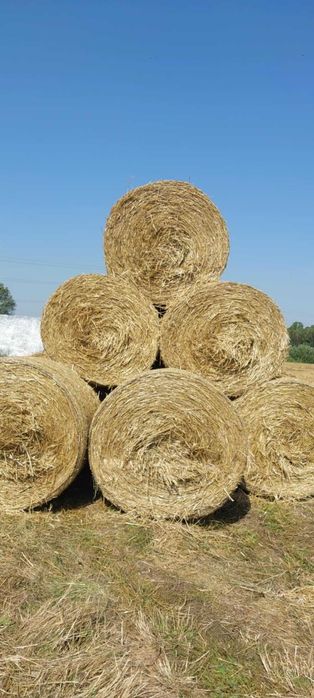 Sprzedam słomę pszenną