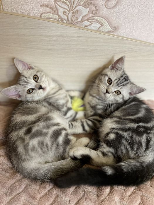 Шотландські мармурові братики чекають на своїх батьків