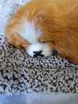Cão peluche novo.