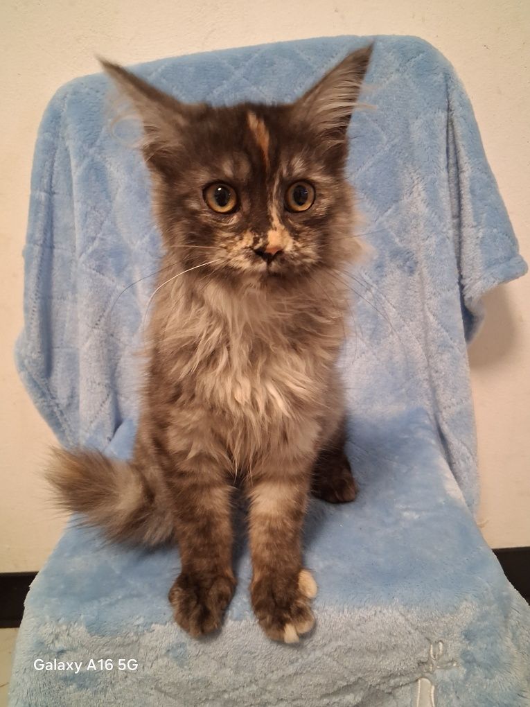 Kocur/Kotka Maine Coon!