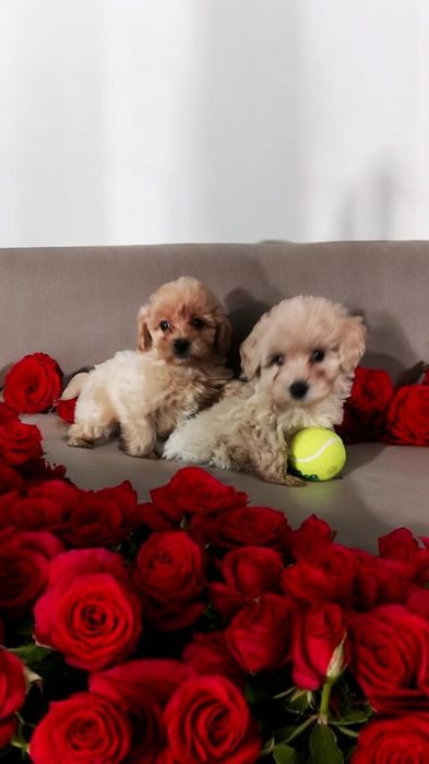 Maltipoo suczka z rodowodem