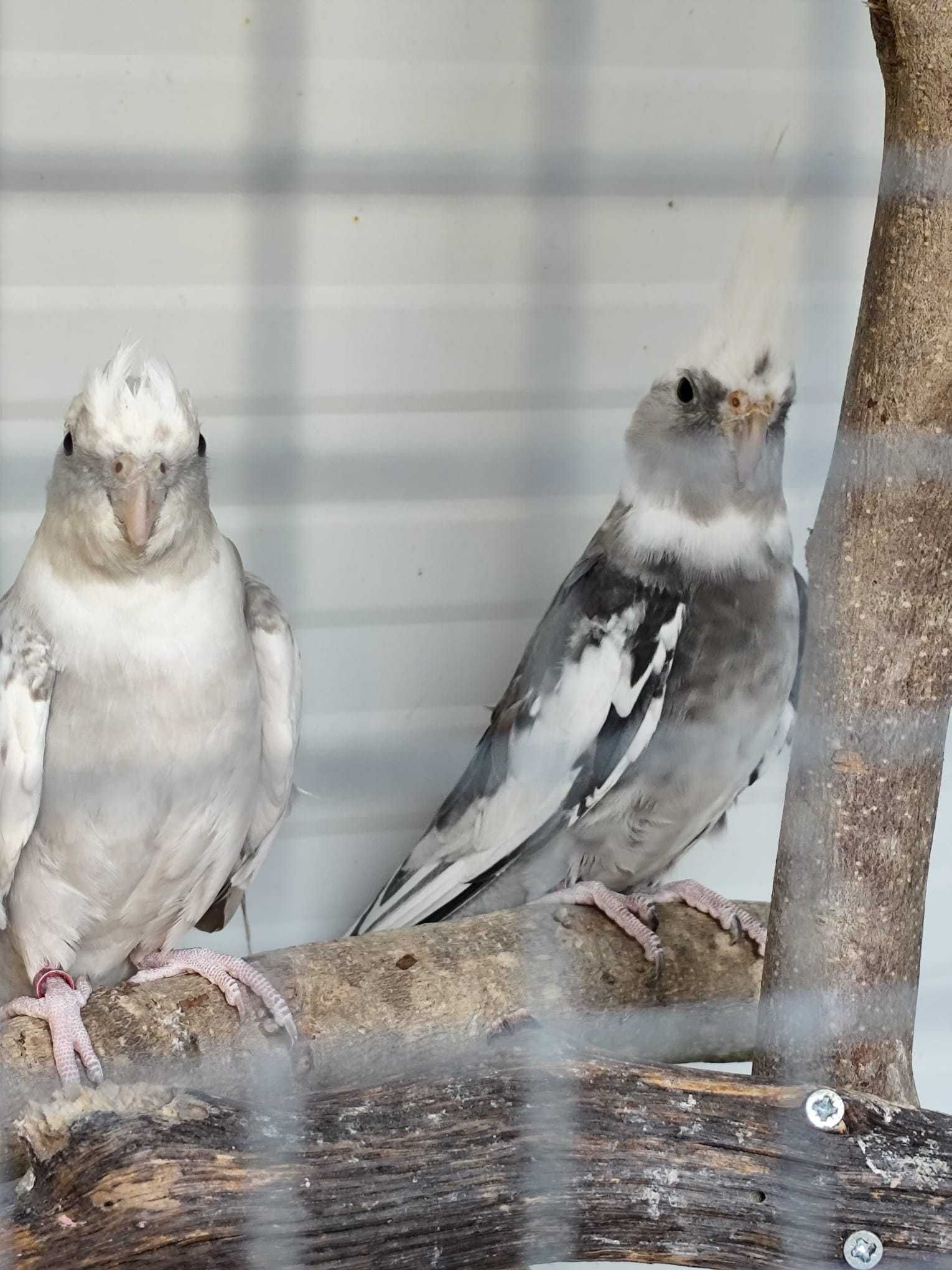 Casal de Caturras Arlequim