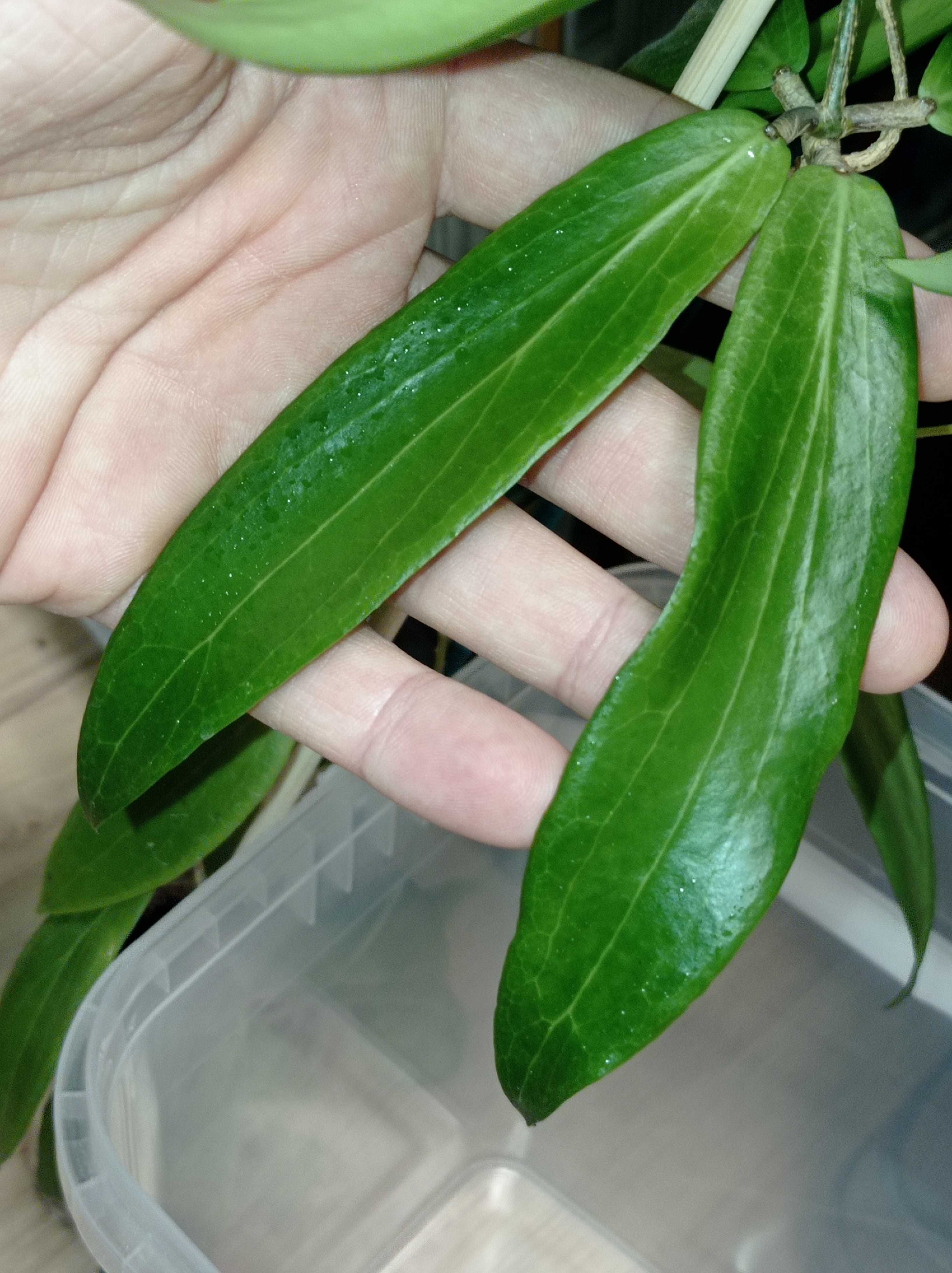 Hoya Hoja BLASHERNAEZII ssp. siariae red cięta