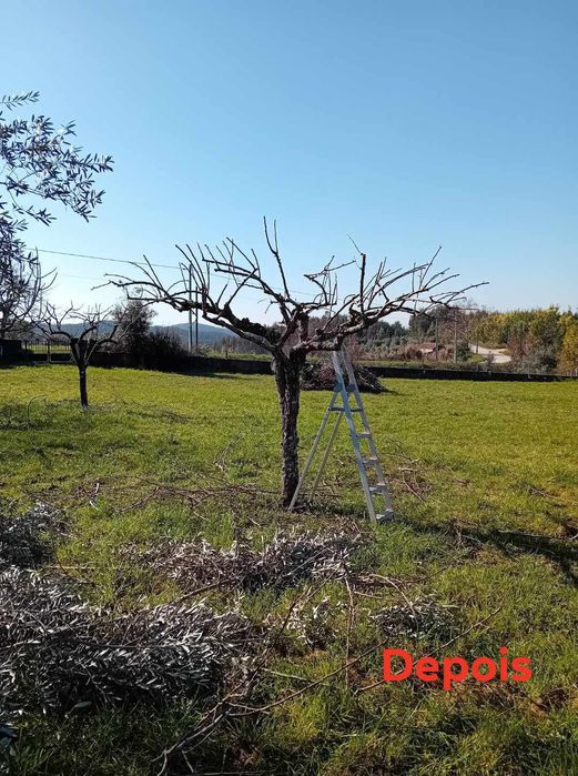 Limpezas de terrenos e podas de árvores