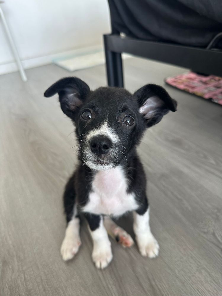 Rabota - 3 meses, porte pequeno (6/8kg)