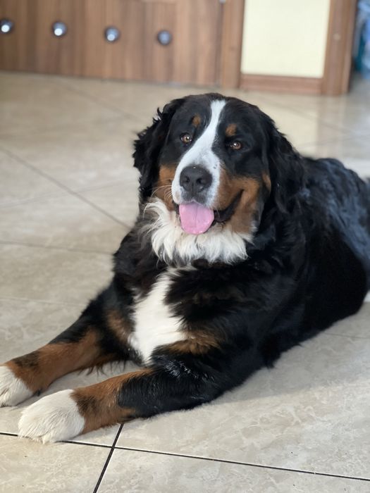 Szczeniaki Berneński Pies Pasterski FCI - piesek