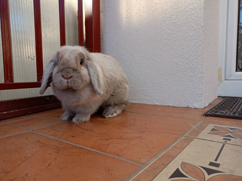Królik mini lop minilop samica samiczka